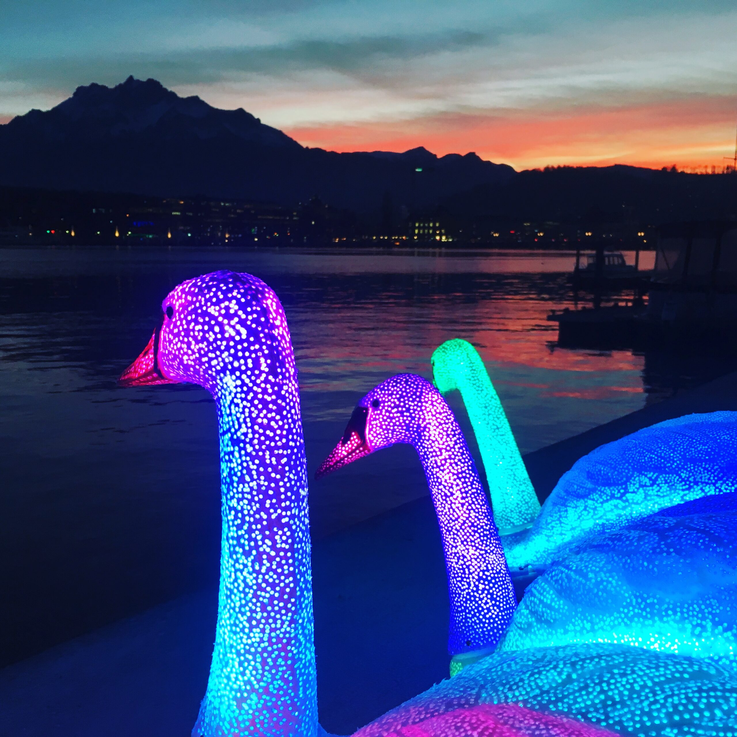 An image of three fibreglass swans on a lake. They are lit from inside in purple and blue. There are mountains and a sunset in the background. 